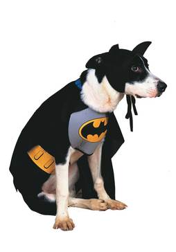 Batman Kostm Hund